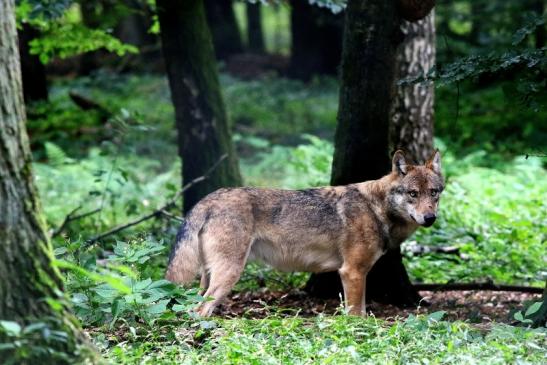 Europäischer Wolf Wildpark Alte Fasanerie Klein Auheim 2017