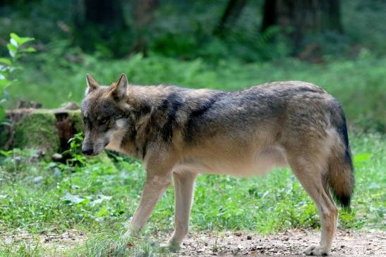 Europäischer Wolf Wildpark Alte Fasanerie Klein Auheim 2017