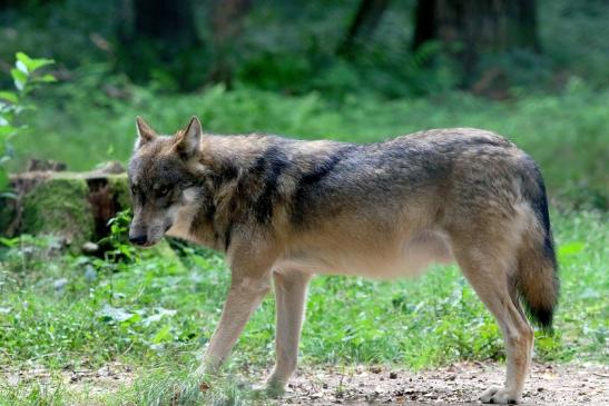 Europäischer Wolf Wildpark Alte Fasanerie Klein Auheim 2017