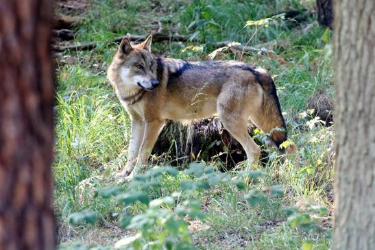 Europäischer Wolf Wildpark Alte Fasanerie Klein Auheim 2022