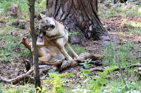 Europäischer Wolf Wildpark Alte Fasanerie Klein Auheim 2022