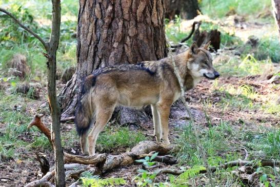 Europäischer Wolf Wildpark Alte Fasanerie Klein Auheim 2022