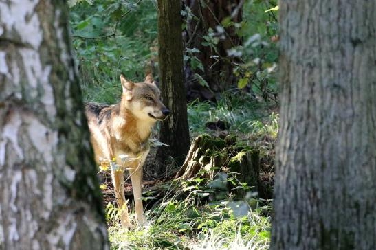 Europäischer Wolf Wildpark Alte Fasanerie Klein Auheim 2022