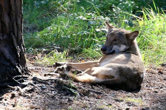 Europäischer Wolf Wildpark Alte Fasanerie Klein Auheim 2022