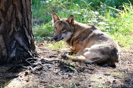 Europäischer Wolf Wildpark Alte Fasanerie Klein Auheim 2022