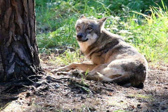 Europäischer Wolf Wildpark Alte Fasanerie Klein Auheim 2022