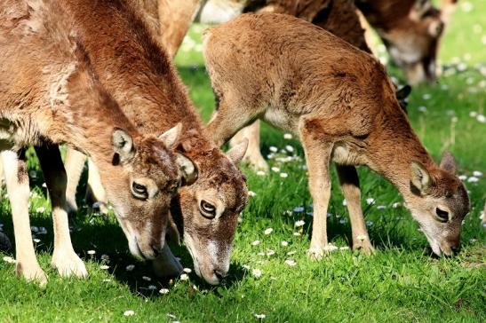 Europäischer Mufflon - Ovis gmelini musimon Wildpark Alte Fasanerie Klein Auheim 2021