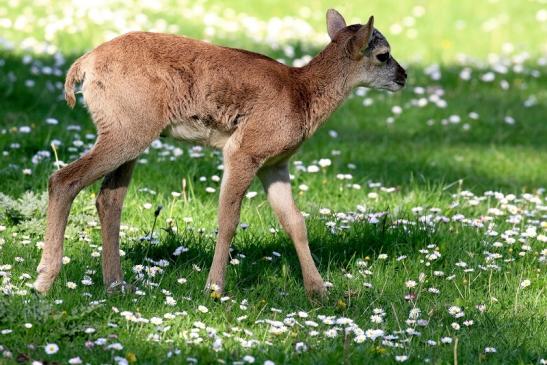 Europäisches Mufflon Jungtier Wildpark Alte Fasanerie Klein Auheim Mai 2022