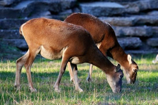 Europäisches Mufflon Wildpark Alte Fasanerie Klein Auheim 2022