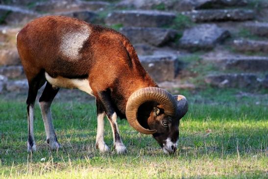 Europäisches Mufflon Wildpark Alte Fasanerie Klein Auheim 2022