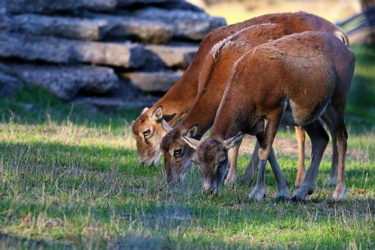 Europäisches Mufflon Wildpark Alte Fasanerie Klein Auheim 2022