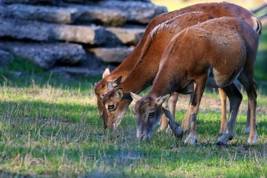 Europäisches Mufflon Wildpark Alte Fasanerie Klein Auheim 2022