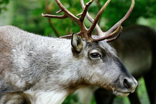 Europäisches Rentier Opel Zoo Kronberg 2017