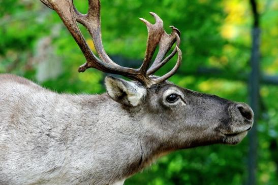 Europäisches Rentier Opel Zoo Kronberg 2017