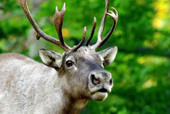 Europäisches Rentier Opel Zoo Kronberg 2017