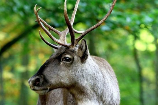 Europäisches Rentier Opel Zoo Kronberg 2017