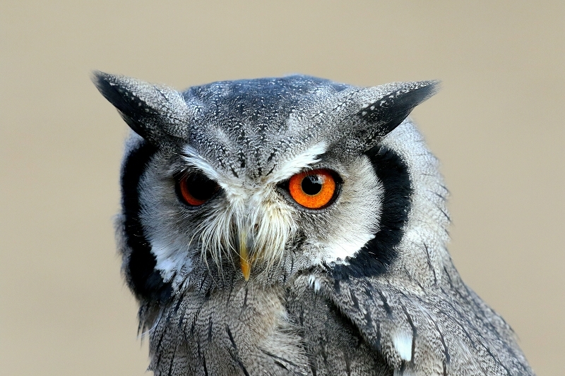 Evil Owl - Böse Eule - Afrikanische Weißgesichtseule - Falknerei - Wildpark Alte Fasanerie Klein Auheim 2018
