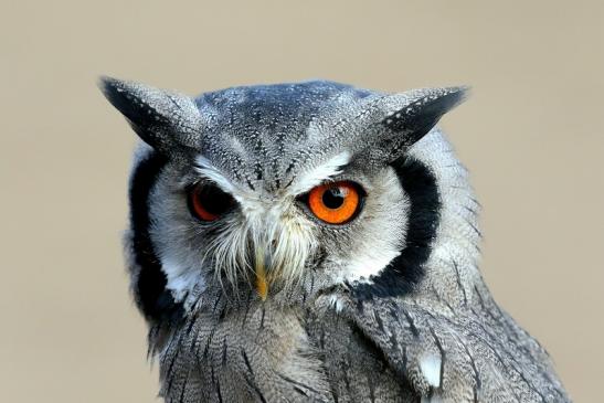 Evil Owl - Böse Eule - Afrikanische Weißgesichtseule - Falknerei - Wildpark Alte Fasanerie Klein Auheim 2018