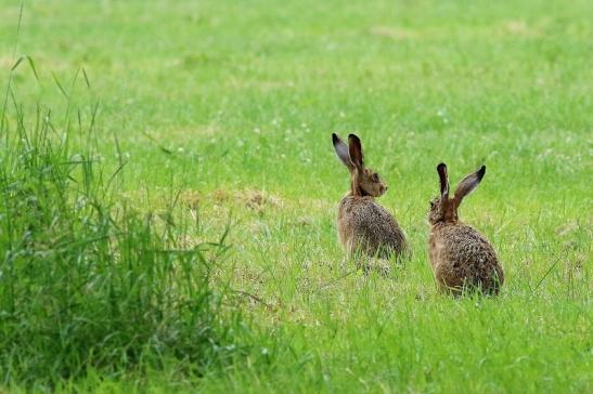 Feldhase Wildpark Alte Fasanerie Klein Auheim 2018