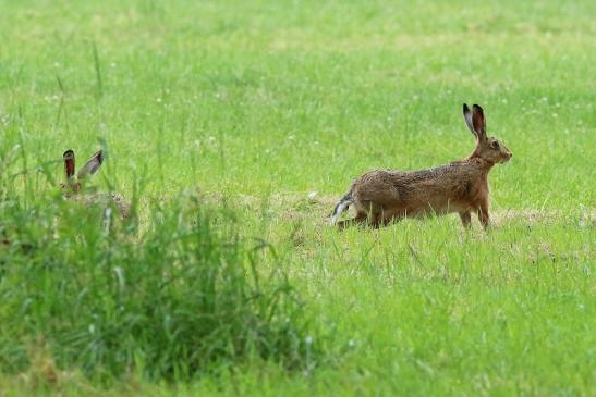 Feldhase Wildpark Alte Fasanerie Klein Auheim 2018