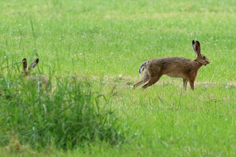 Feldhase Wildpark Alte Fasanerie Klein Auheim 2018