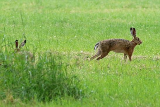 Feldhase Wildpark Alte Fasanerie Klein Auheim 2018