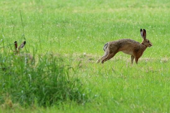 Feldhase Wildpark Alte Fasanerie Klein Auheim 2018