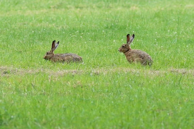 Feldhase Wildpark Alte Fasanerie Klein Auheim 2018