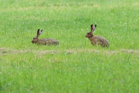 Feldhase Wildpark Alte Fasanerie Klein Auheim 2018