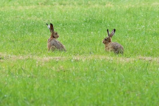 Feldhase Wildpark Alte Fasanerie Klein Auheim 2018