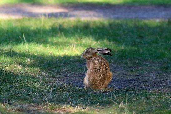 Feldhase Wildpark Alte Fasanerie Klein Auheim 2018