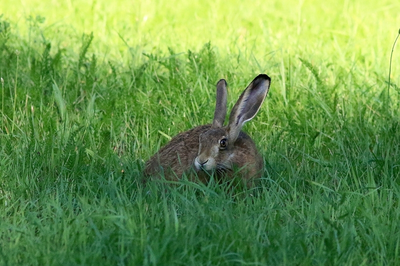 Feldhase Wildpark Alte Fasanerie Klein Auheim 2018