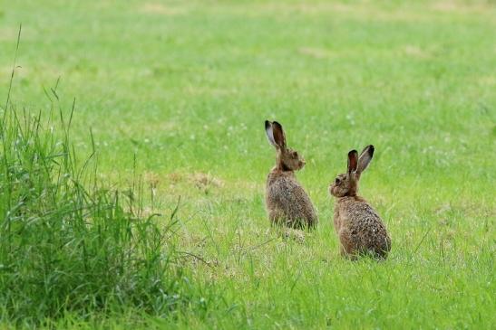 Feldhase Wildpark Alte Fasanerie Klein Auheim 2018