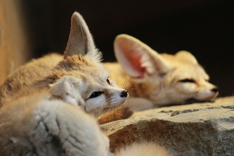 Daums Tierwelt Fennek