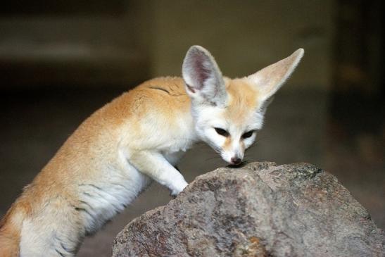 Fennek Zoo Vivarium Darmstadt 2014