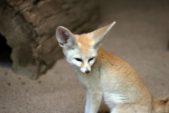 Fennek Zoo Vivarium Darmstadt 2014