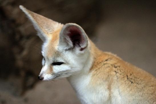 Fennek Zoo Vivarium Darmstadt 2014