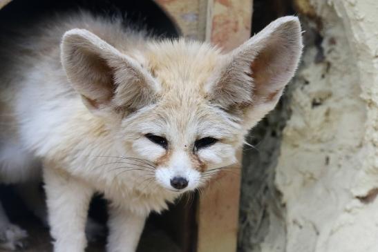 Fennek Zoo Vivarium Darmstadt 2019