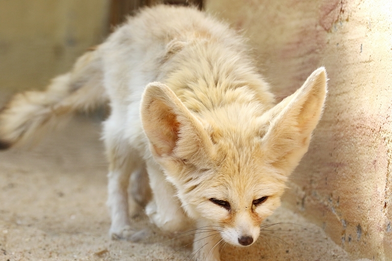 Daums Tierwelt Fennek