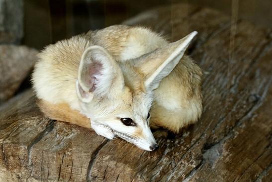 Fennek - Neuzugang Weibchen - Zoo Vivarium Darmstadt 2020