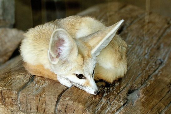 Foto des Monats Dezember 2024 Fennek Zoo Vivarium Darmstadt