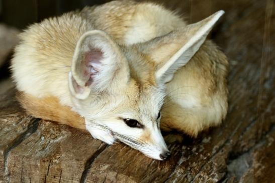 Fennek Weibchen - Neuzugang - Zoo Vivarium Darmstadt 2020