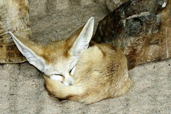 Fennek - Neuzugang Weibchen - Zoo Vivarium Darmstadt 2020