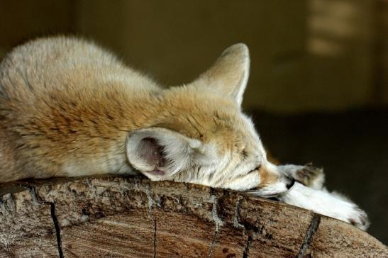 Fennet Zoo Vivarium Darmstadt 2016