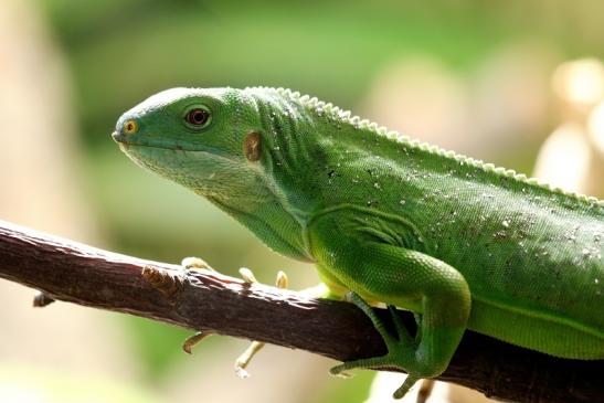 Fidschi-Leguan Zoo Vivarium Darmstadt 2017