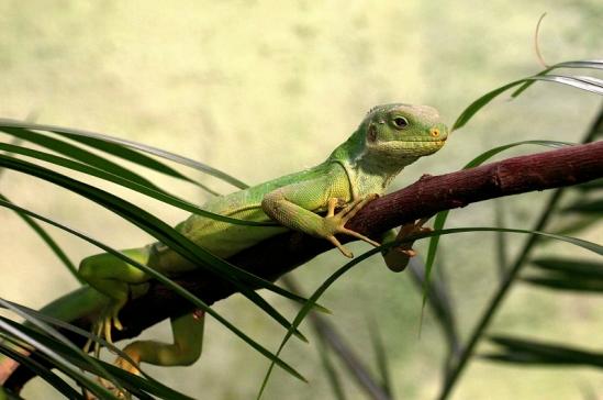 Fidschi-Leguan Zoo Vivarium Darmstadt 2017