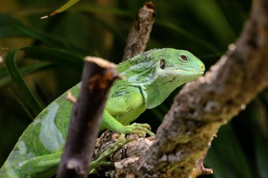 Fidschi-Leguan Zoo Vivarium Darmstadt 2017