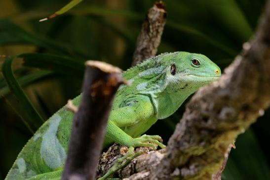 Fidschi-Leguan Zoo Vivarium Darmstadt 2017