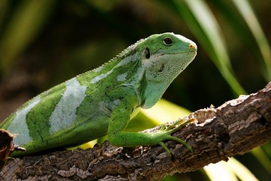 Fidschi-Leguan Zoo Vivarium Darmstadt 2017