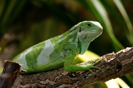 Fidschi-Leguan Zoo Vivarium Darmstadt 2017